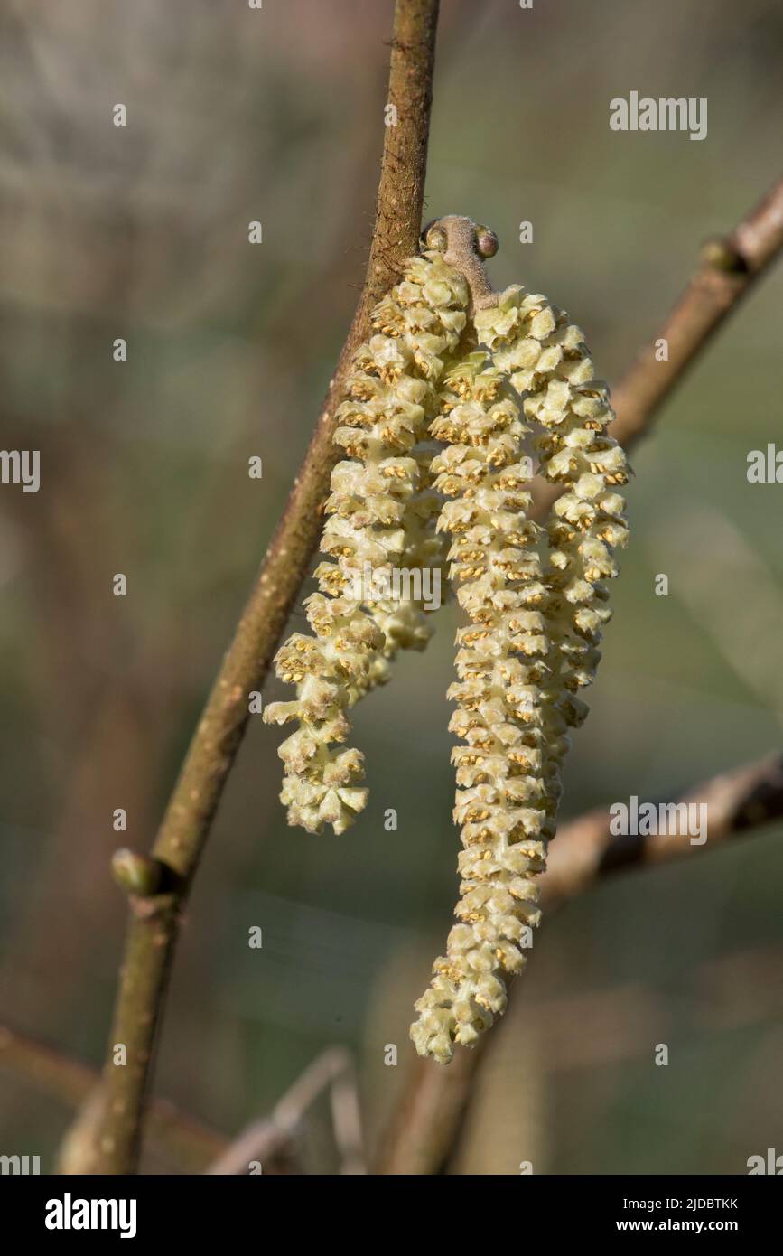 Männliche Hasel (Corylus avellana) Kätzchen auf einem blattlosen Ast eines kleinen Baumes oder Strauches im Spätherbst, im Februar, in der Grafschaft Bukshire Stockfoto