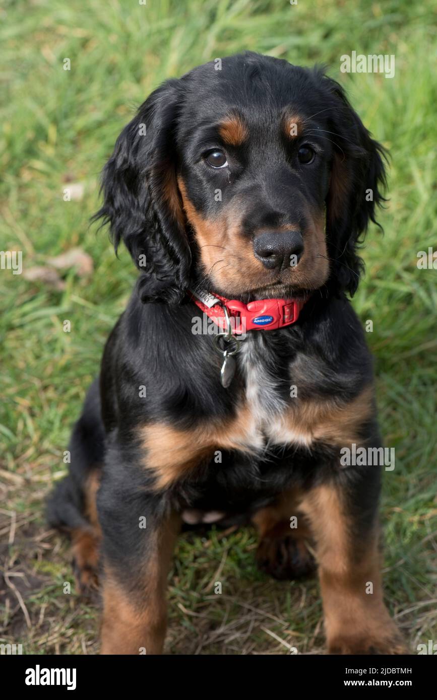 Niedliche 16 Wochen alte dreifarbige, schwarze, braune und weiße weibliche Cocker Spaniel Welpen mit einem roten Kragen, berkshire, April Stockfoto