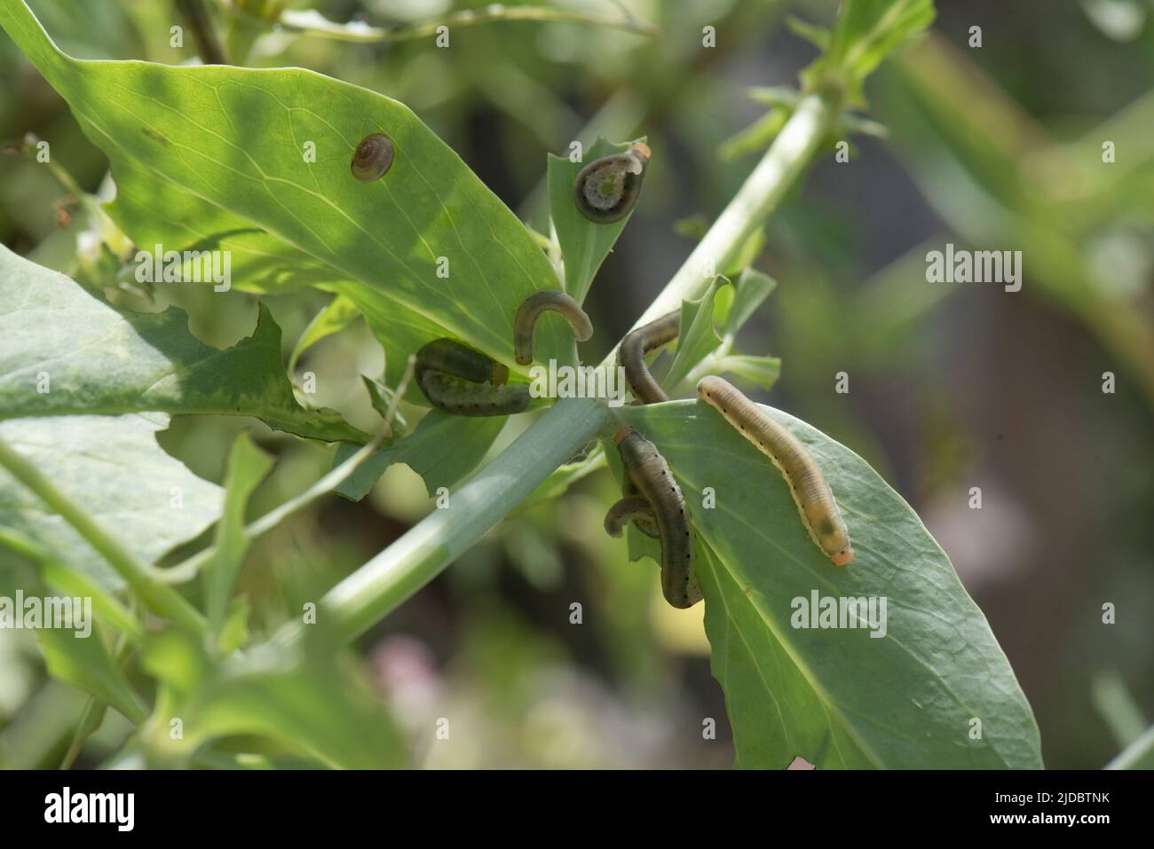 Baldrian-Sägeblattlarven (Macrophya albicincta), die sich an roten Baldrian-Blättern (Centranthus ruber) ernähren, in der Stadt, im Juni Stockfoto