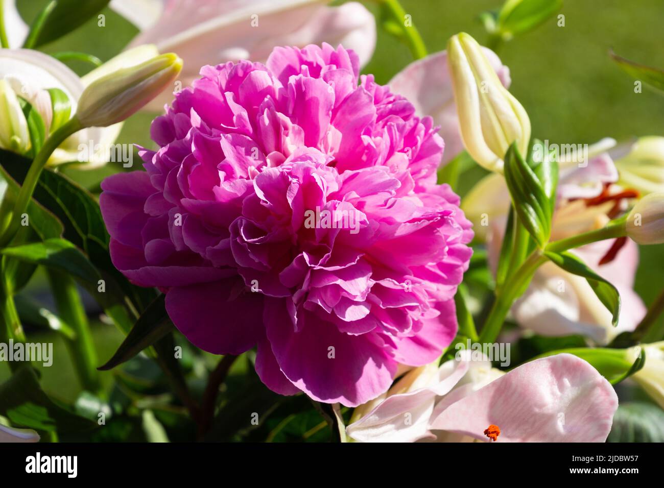 Schönes Pfingstrosen-Bouquet in sonnigem Licht mit rosa Pfingstrose fokussiert Stockfoto