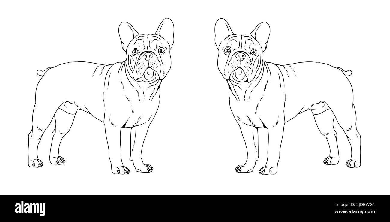 Niedliche französisch Bulldogge Zeichnung. Isolierte Illustration für Malbuch mit dem süßen Hund. Stockfoto