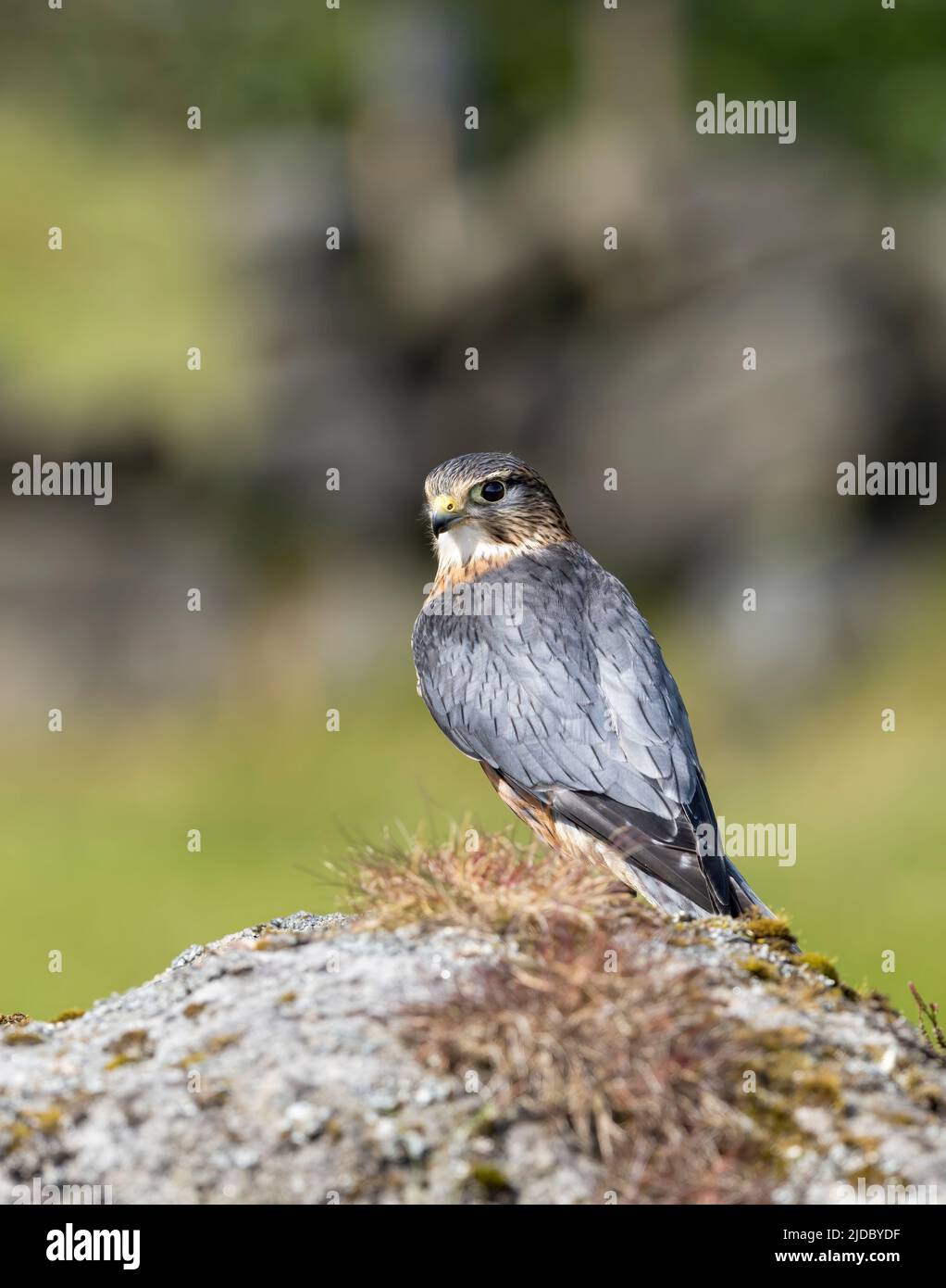 Merlin (Falco columbarius), einer der kleineren Greifvögel des Vereinigten Königreichs, steht auf einem Felsen inmitten von heidbedeckten Mooren Stockfoto