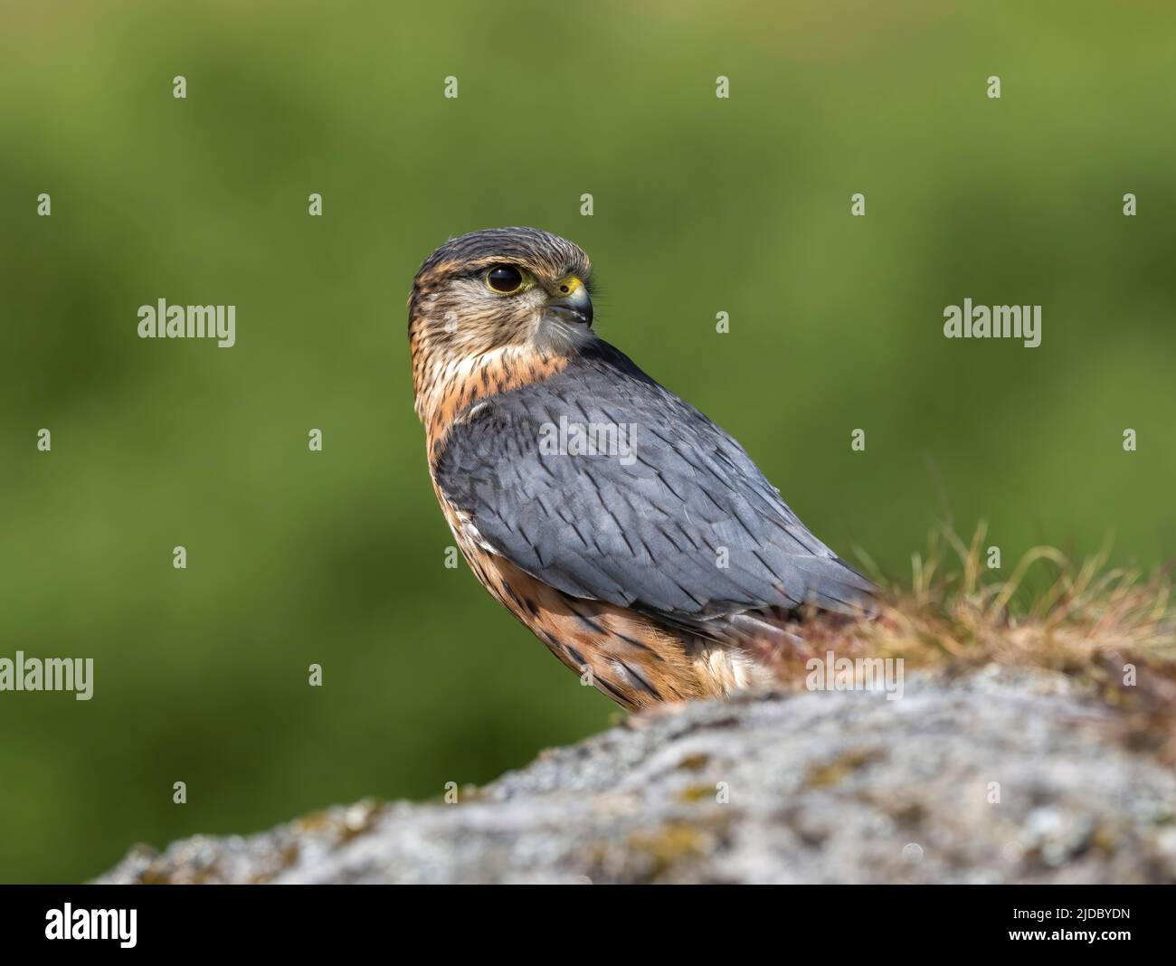 Merlin (Falco columbarius), einer der kleineren Greifvögel des Vereinigten Königreichs, steht auf einem Felsen inmitten von heidbedeckten Mooren Stockfoto