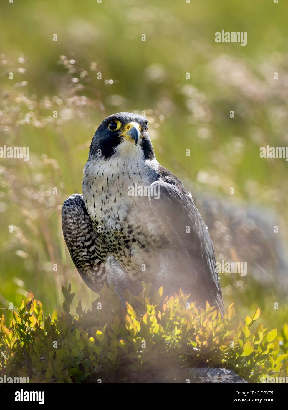 Ein Peregrinenfalken (Falco peregrinus) steht auf einem Felsen inmitten von heidebedeckten Mooren in Haworth, West Yorkshire, Großbritannien Stockfoto