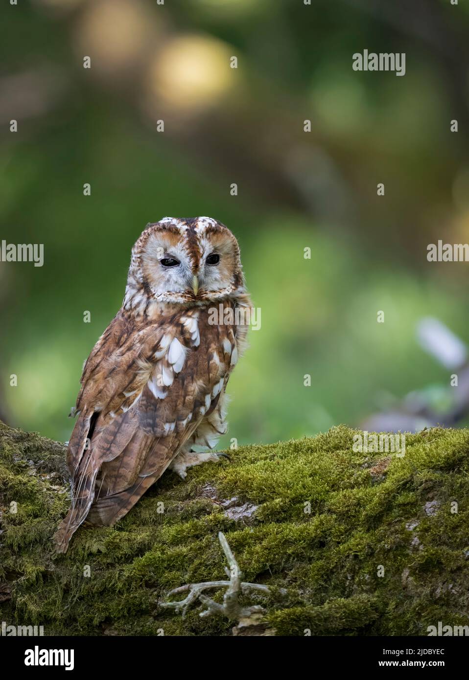 Eine Tawny Owl (Strix aluco), die von ihrem Barsch aus auf einem moosbedeckten Baumstamm im Wald in Haworth, West Yorkshire, Großbritannien, auf die Kamera blickt Stockfoto