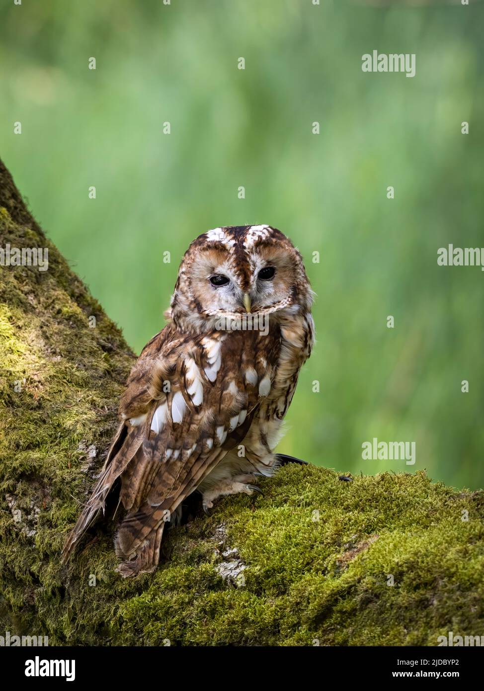 Eine Tawny Owl (Strix aluco), die von ihrem Barsch aus auf einem moosbedeckten Baumstamm im Wald in Haworth, West Yorkshire, Großbritannien, auf die Kamera blickt Stockfoto