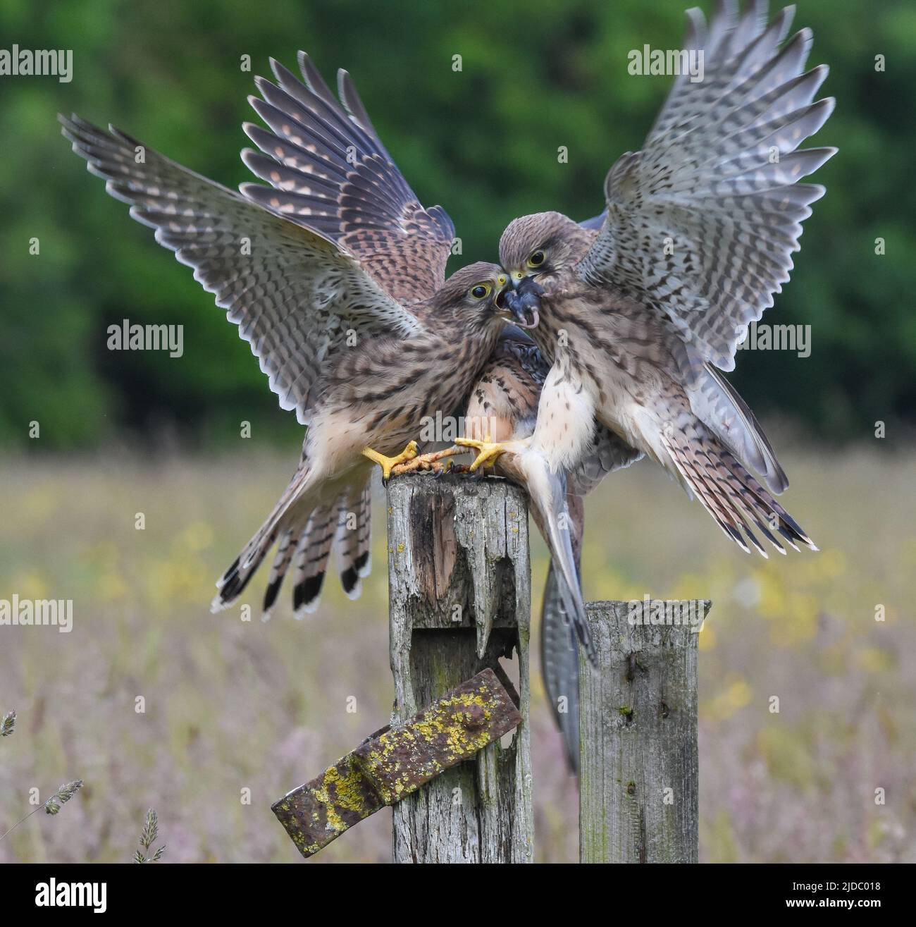 Juvenile Kestrel Fledglings kämpfen über eine Maus, die von den Eltern gefangen wird. York, North Yorkshire. Falco tinnunculus Stockfoto