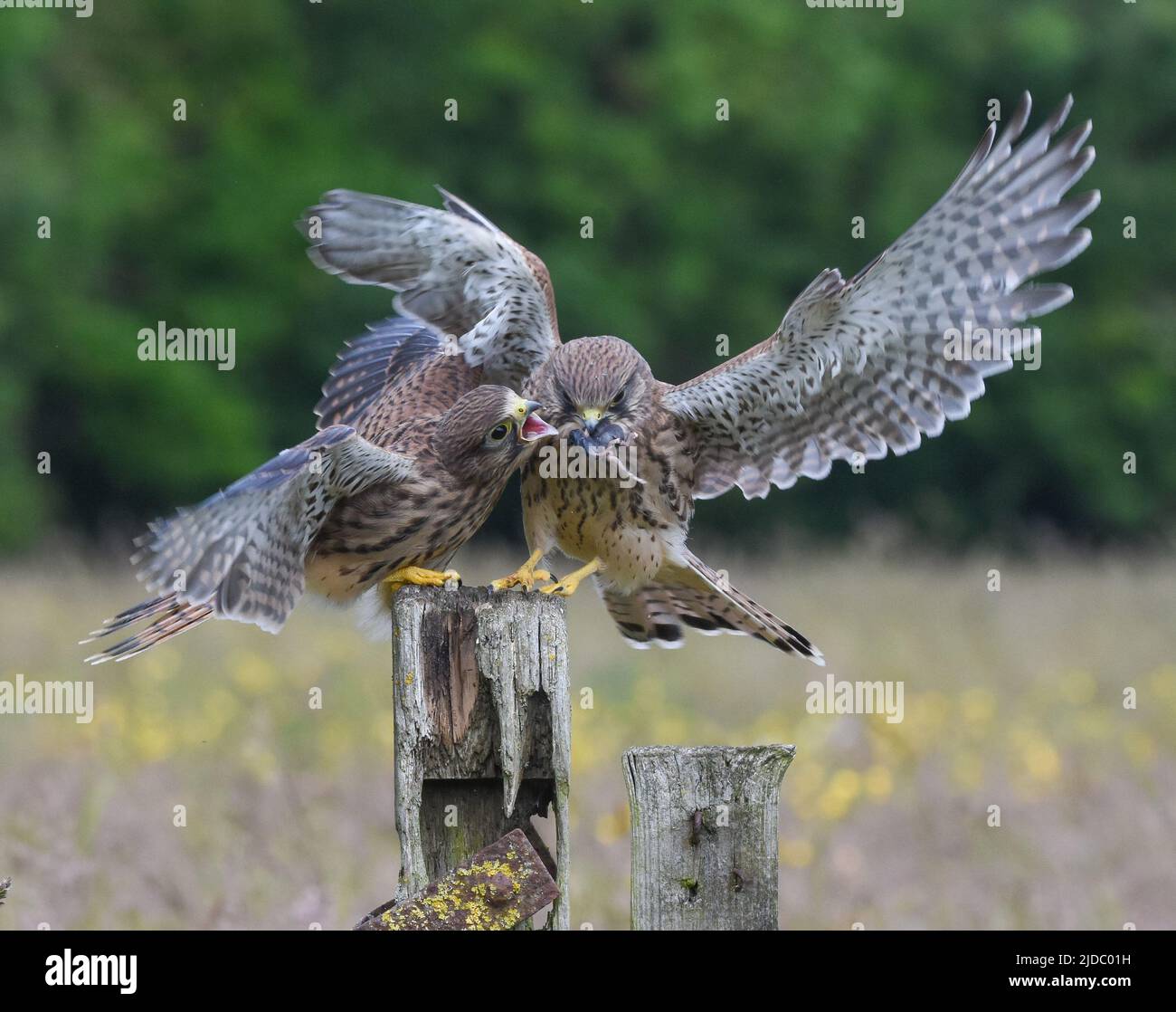 Juvenile Kestrel Fledglings kämpfen über eine Maus, die von den Eltern gefangen wird. York, North Yorkshire. Falco tinnunculus Stockfoto