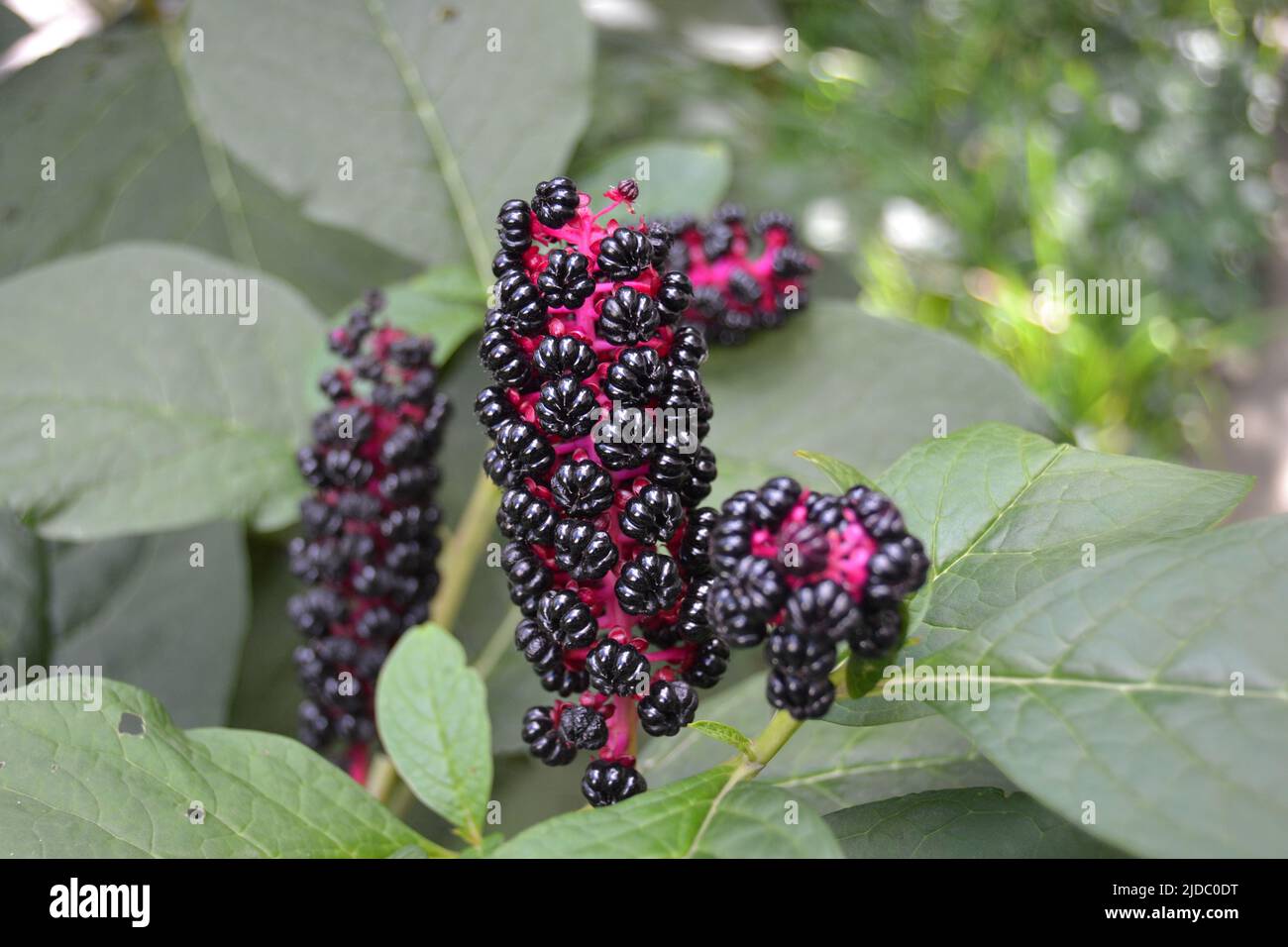 Raceme von schwarzen Beeren von Phytolacca acinosa im August Stockfoto