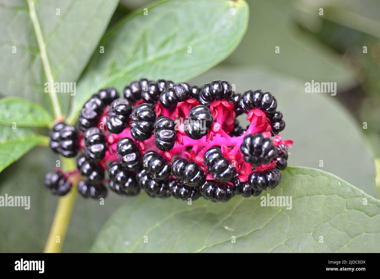 Raceme von schwarzen Beeren von Phytolacca acinosa im August Stockfoto