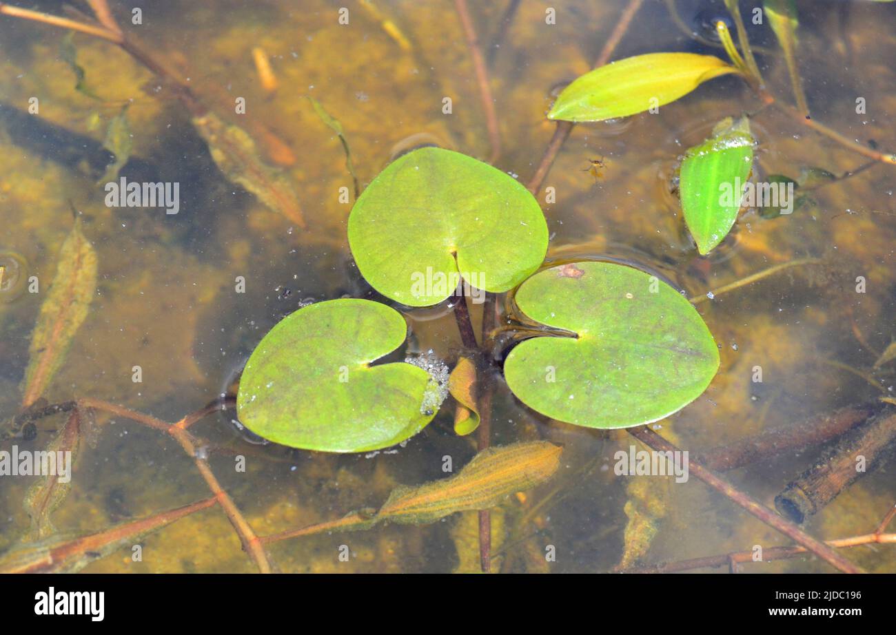 Europäischer frogbit - lateinischer Name - Hydrocharis morsus-ranae Stockfoto