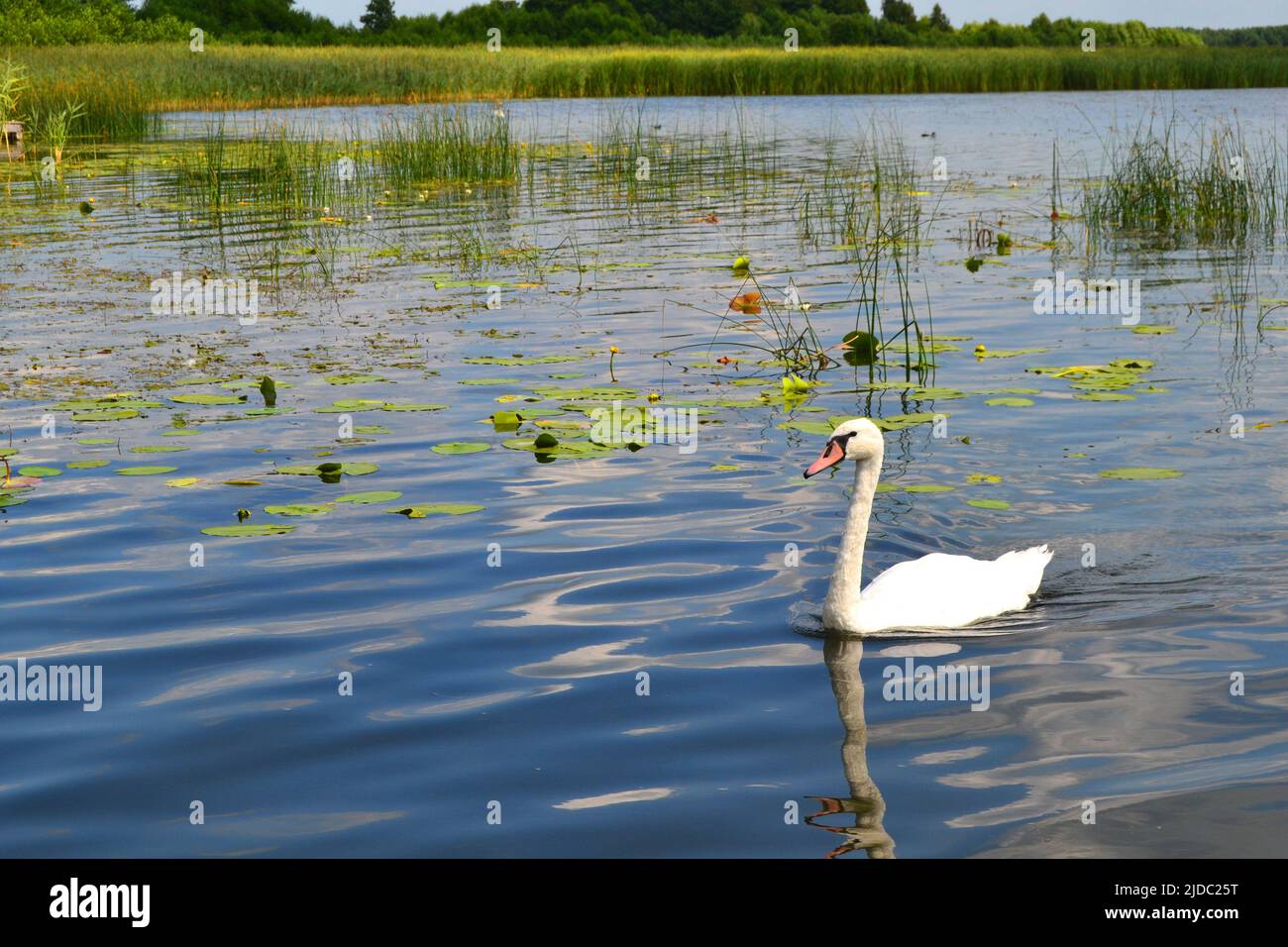 Schwan spiegelte sich in einem See von Seerosen Stockfoto