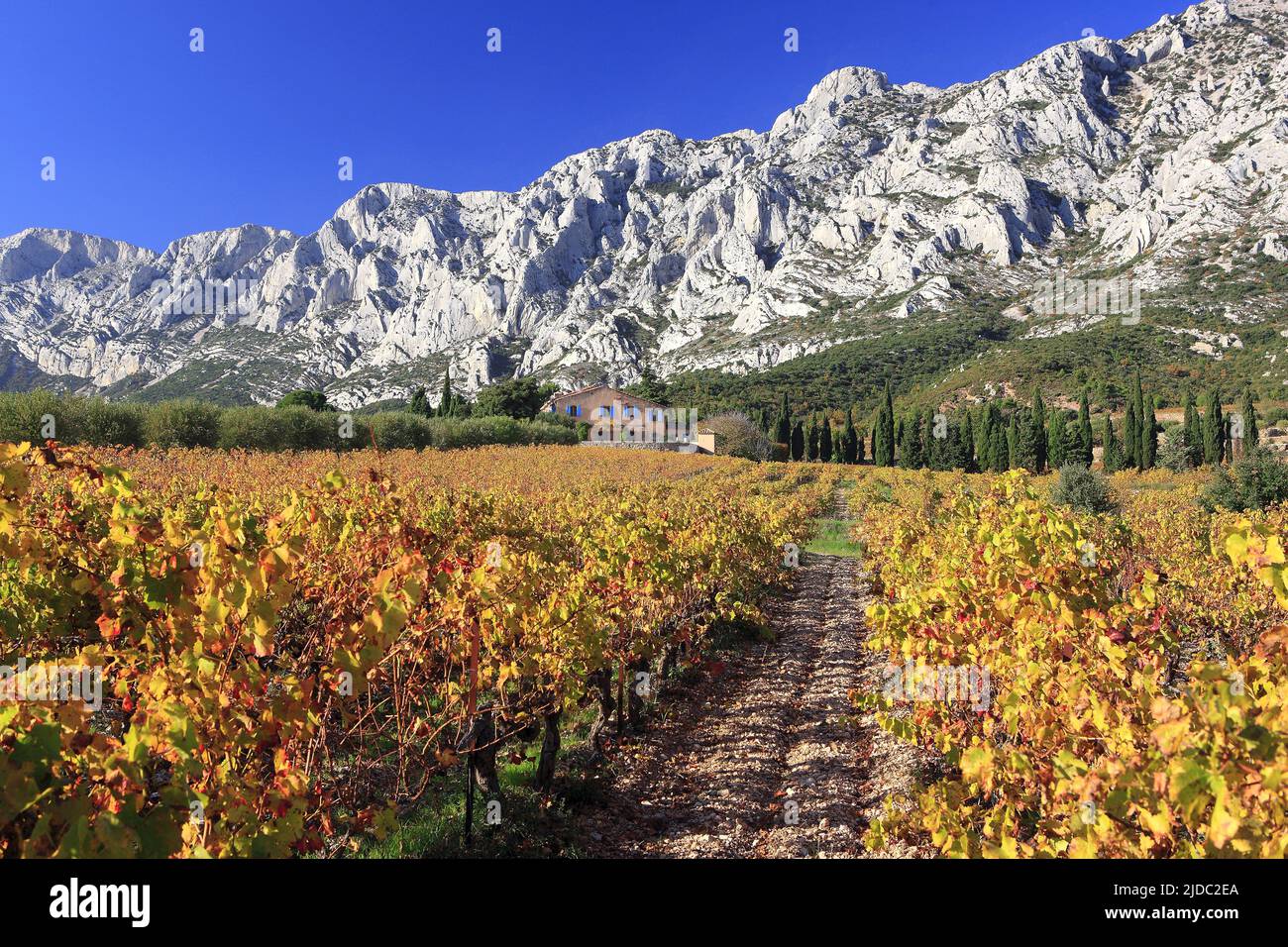 Frankreich, Bouches-du-Rhône Puyloubier, Weinberglandschaft im Herbst, der Berg Sainte-Victoire Stockfoto
