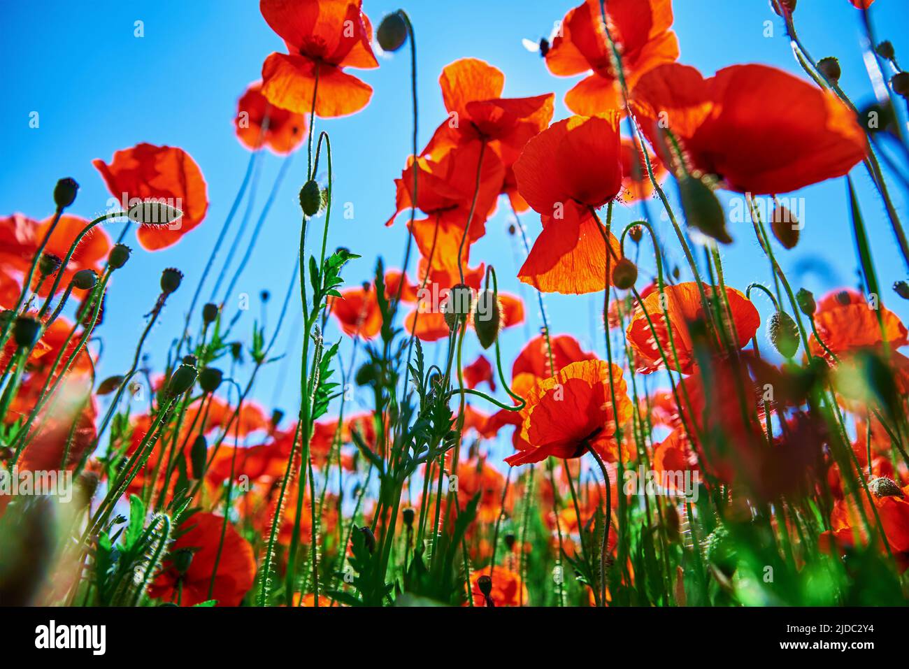 Blühende rote Mohnblumen in grünem Feld vor blauem Himmel, wunderschöne Naturlandschaft im Sommer Stockfoto