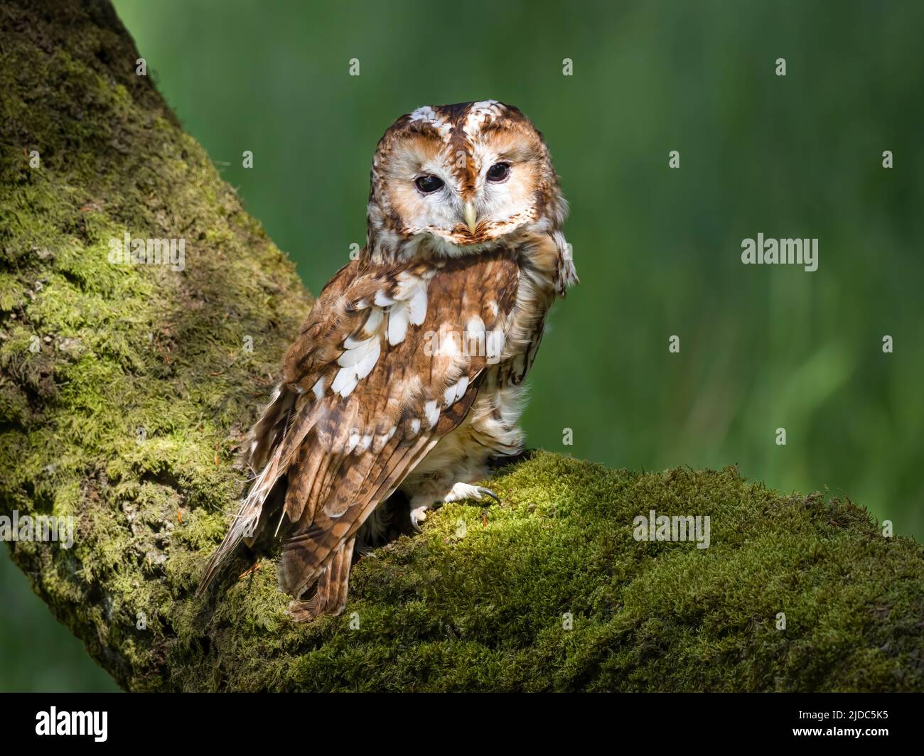 Eine Tawny Owl (Strix aluco), die von ihrem Barsch aus auf einem moosbedeckten Baumstamm im Wald in Haworth, West Yorkshire, Großbritannien, auf die Kamera blickt Stockfoto