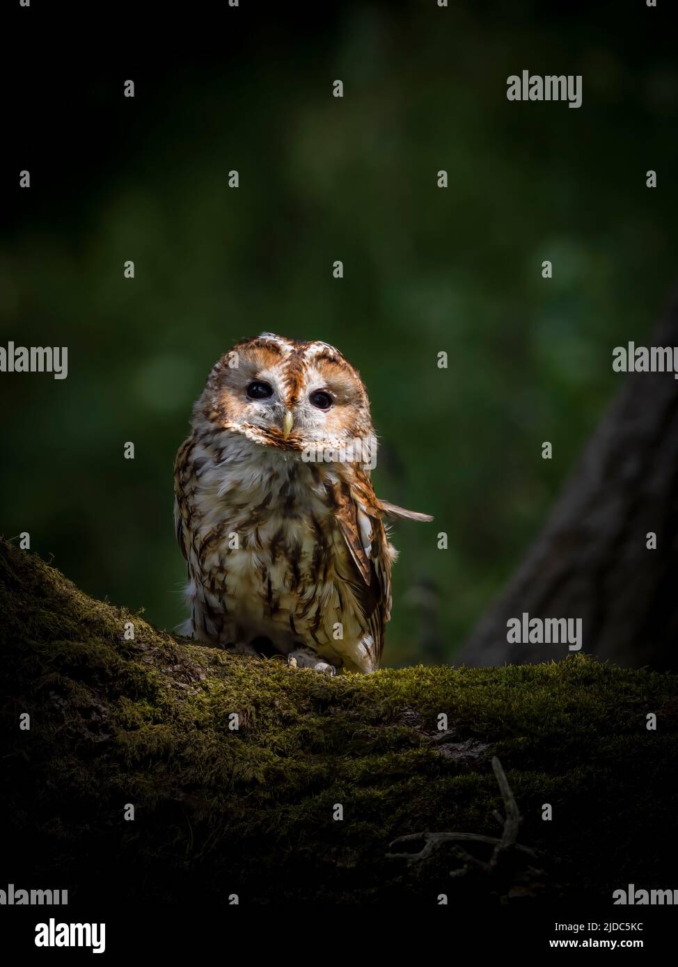 Eine Tawny Owl (Strix aluco), die von ihrem Barsch aus auf einem moosbedeckten Baumstamm im Wald in Haworth, West Yorkshire, Großbritannien, auf die Kamera blickt Stockfoto