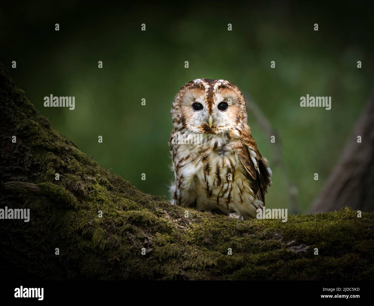 Eine Tawny Owl (Strix aluco), die von ihrem Barsch aus auf einem moosbedeckten Baumstamm im Wald in Haworth, West Yorkshire, Großbritannien, auf die Kamera blickt Stockfoto