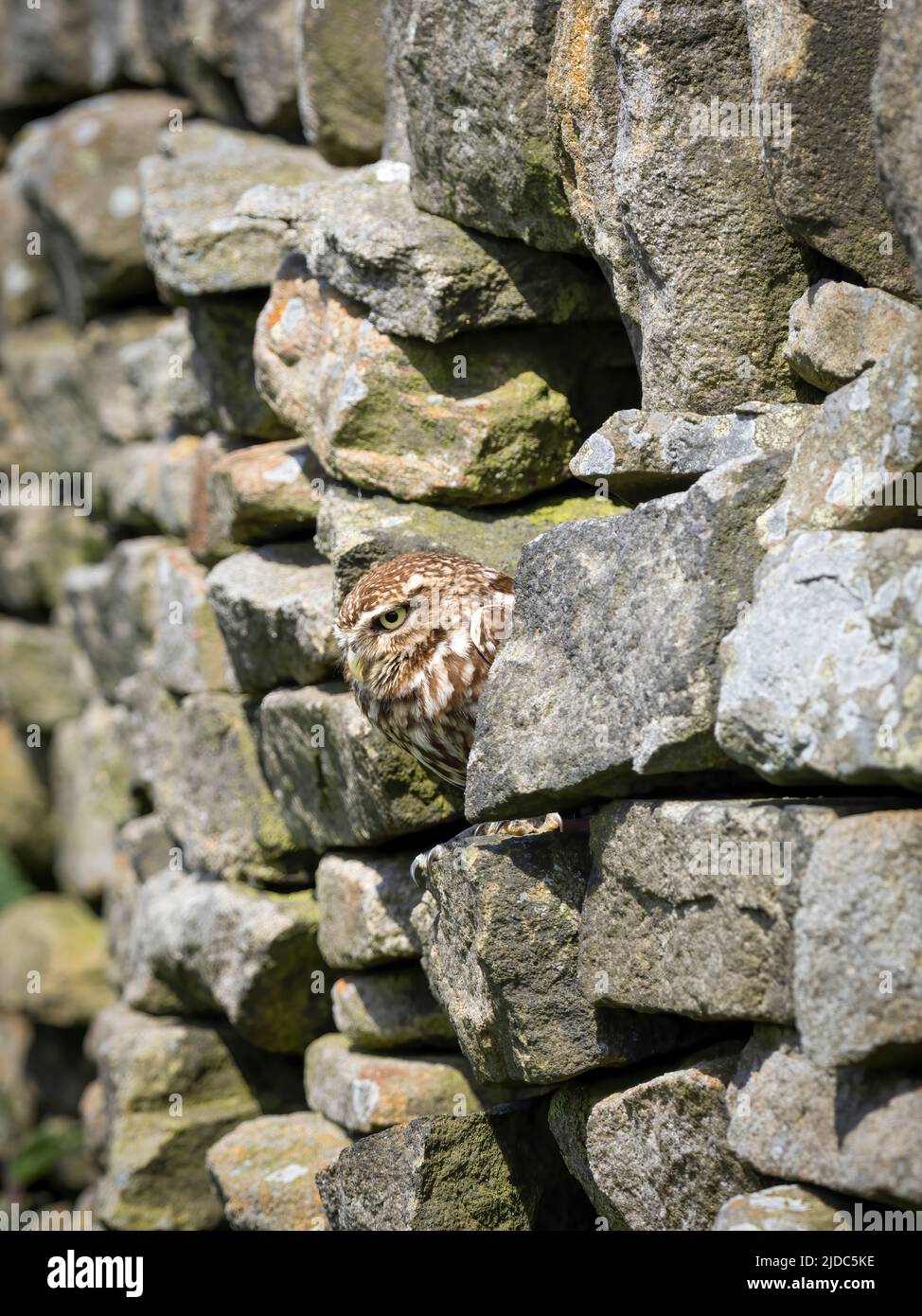 Eine kleine Eule (Athene noctua), die in einer kleinen Lücke in einer Trockensteinmauer in Haworth, West Yorkshire, Großbritannien, liegt Stockfoto