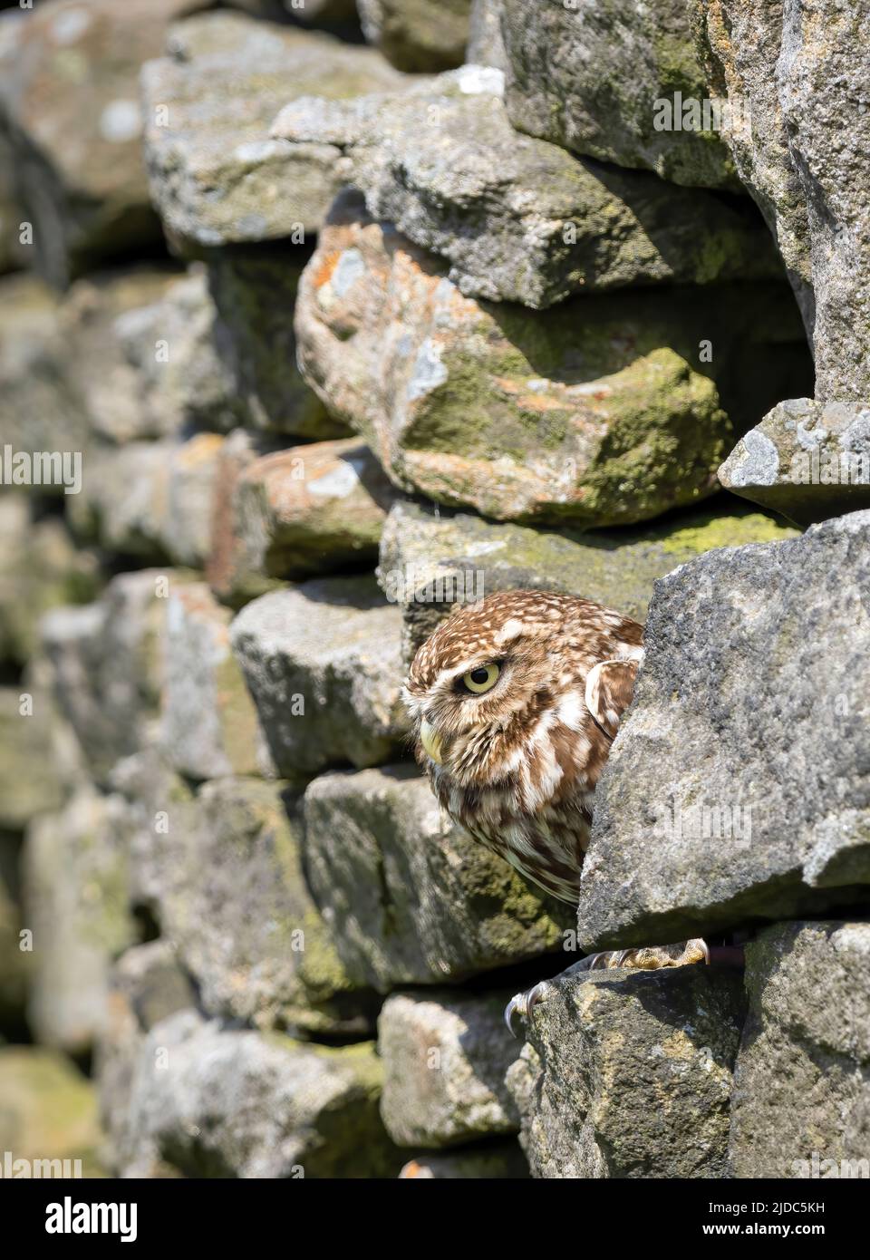 Eine kleine Eule (Athene noctua), die in einer kleinen Lücke in einer Trockensteinmauer in Haworth, West Yorkshire, Großbritannien, liegt Stockfoto