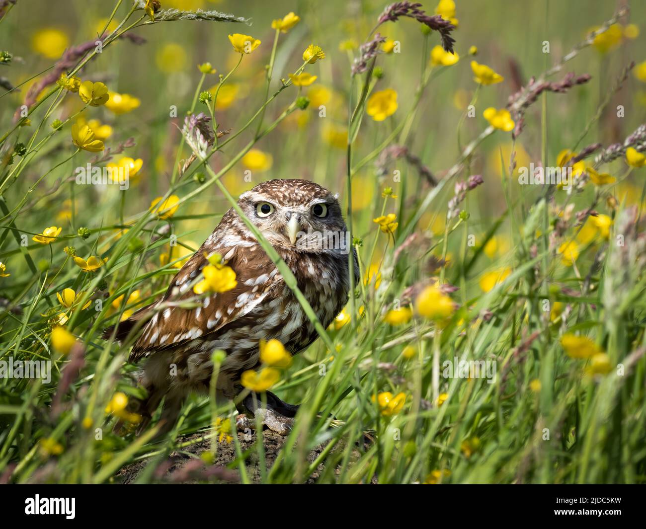 Eine kleine Eule, (Athene noctua), schaut aus ihrem Barsch in einem Feld von Schmetterlingen Stockfoto