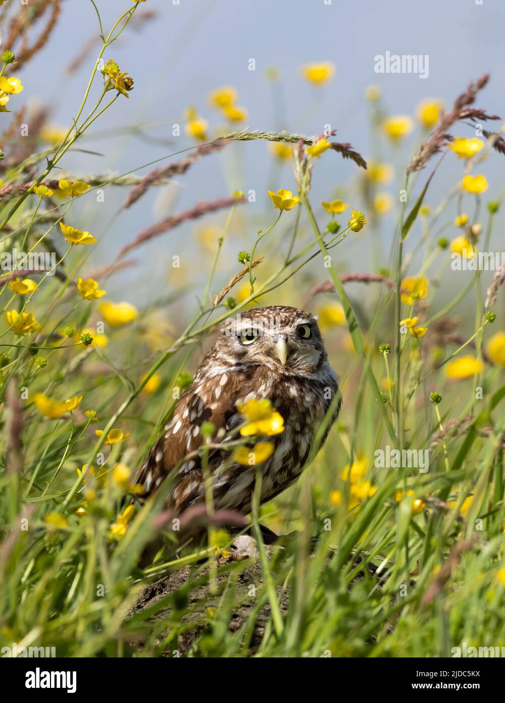 Eine kleine Eule, (Athene noctua), schaut aus ihrem Barsch in einem Feld von Schmetterlingen Stockfoto