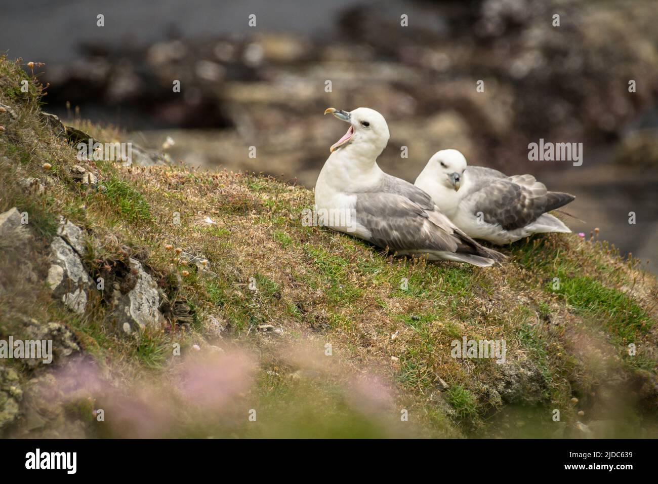 Zwei verlassene Nordfulmare saßen auf einer grasbewachsenen Klippe Stockfoto