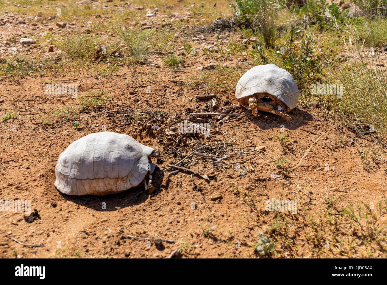 Selektiver Fokus auf eine zwei tote Schildkröte in einem Wüstengebiet. Die Schildkröte im Hintergrund rechts ist im Fokus. Die Schalen sind aufgrund der Belichtung weiß Stockfoto