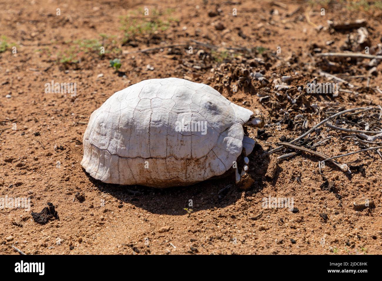 Selektiver Fokus auf die Schale einer toten Schildkröte in einem Wüstengebiet. Die Schale wurde aufgrund der Einwirkung der Elemente zu Weiß verblasst Stockfoto