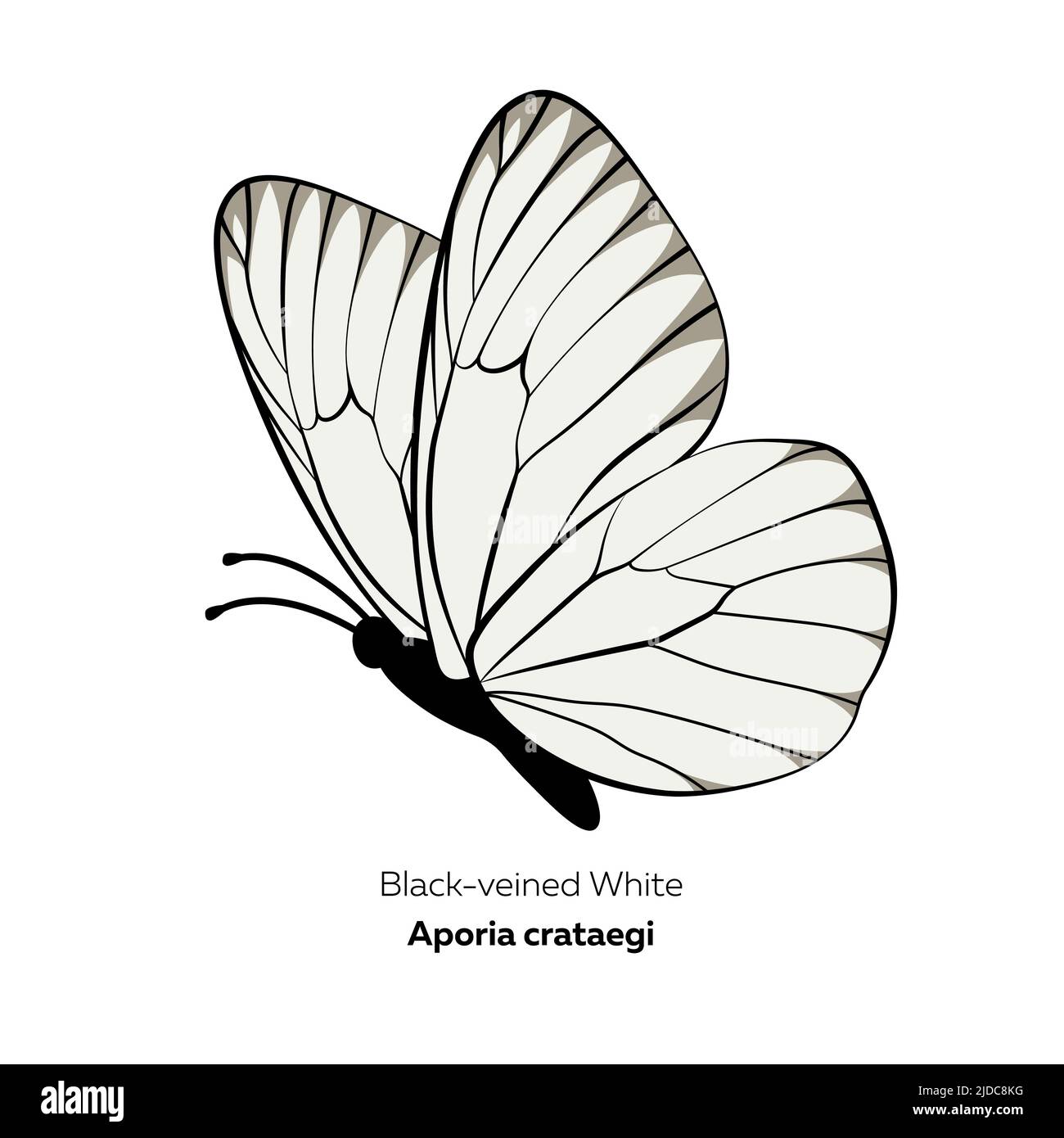 Schmetterling clipart umriss Ausgeschnittene Stockfotos und -bilder - Alamy
