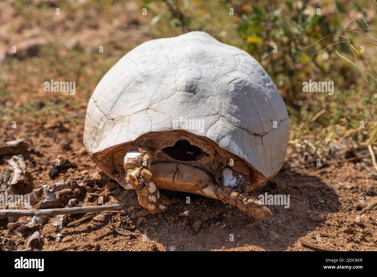 Selektiver Fokus auf die Schale und Beine einer toten Schildkröte in einer Wüste. Die Schale ist verfärbt und weiß. Stockfoto