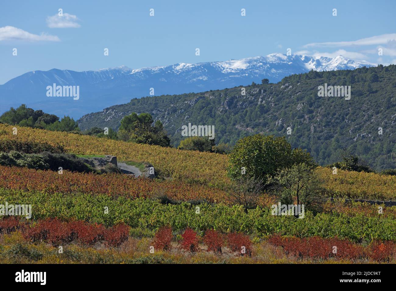 Frankreich, Pyrénées-Orientales Vingrau, Landschaft des Weinbergs Côtes-du-Roussillon-Villages Stockfoto