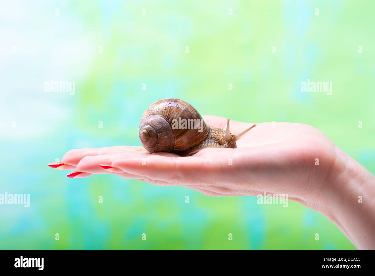 Eine Schnecke krabbelt über die Hand einer Frau. Kosmetisches Produkt aus Schneckenschleim. Verjüngung. Schneckentherapie Stockfoto