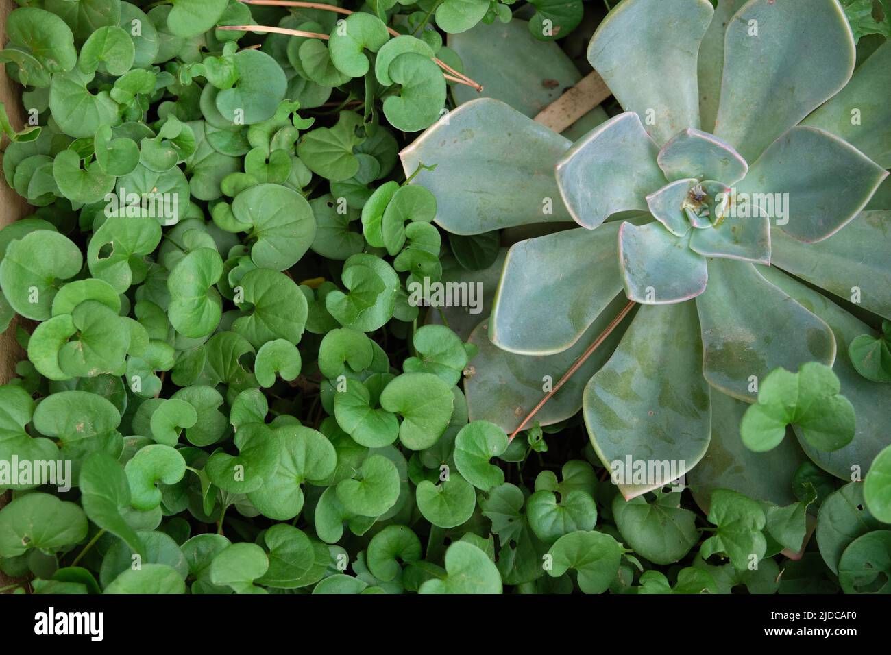 Gartenabstrakt von zwei völlig unterschiedlichen Pflanzenarten und Texturen. Stockfoto