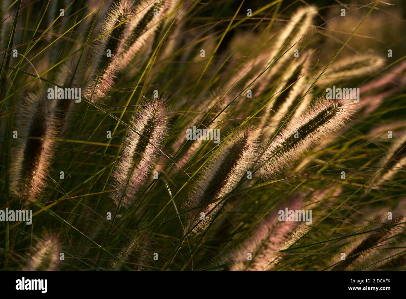 Später Nachmittag heller, hochblühender Blütenkopf auf der Pennisetum Alopecuroides-Pflanze. Auch bekannt als Fuchsschwanz, Sumpfbrunnen Gras oder einfach Springbrunnen Gras. A Stockfoto