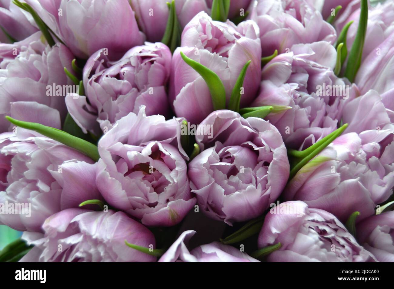 Nahaufnahme Detail von frischen schönen Geschenk von zarten violetten Pfingstrosen Tulpen Bouquet und Papier Geschenktüte mit romantischer Schleife. Hochzeitsfeier oder Jubiläumsfeier Stockfoto