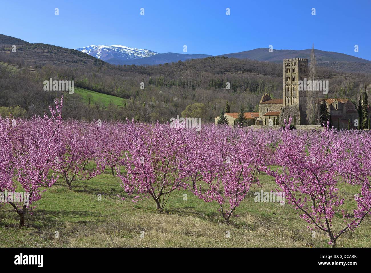 Frankreich, Abtei Pyrénées-Orientales Saint-Michel de Cuxa, die Canigou und blühende Obstgärten Stockfoto