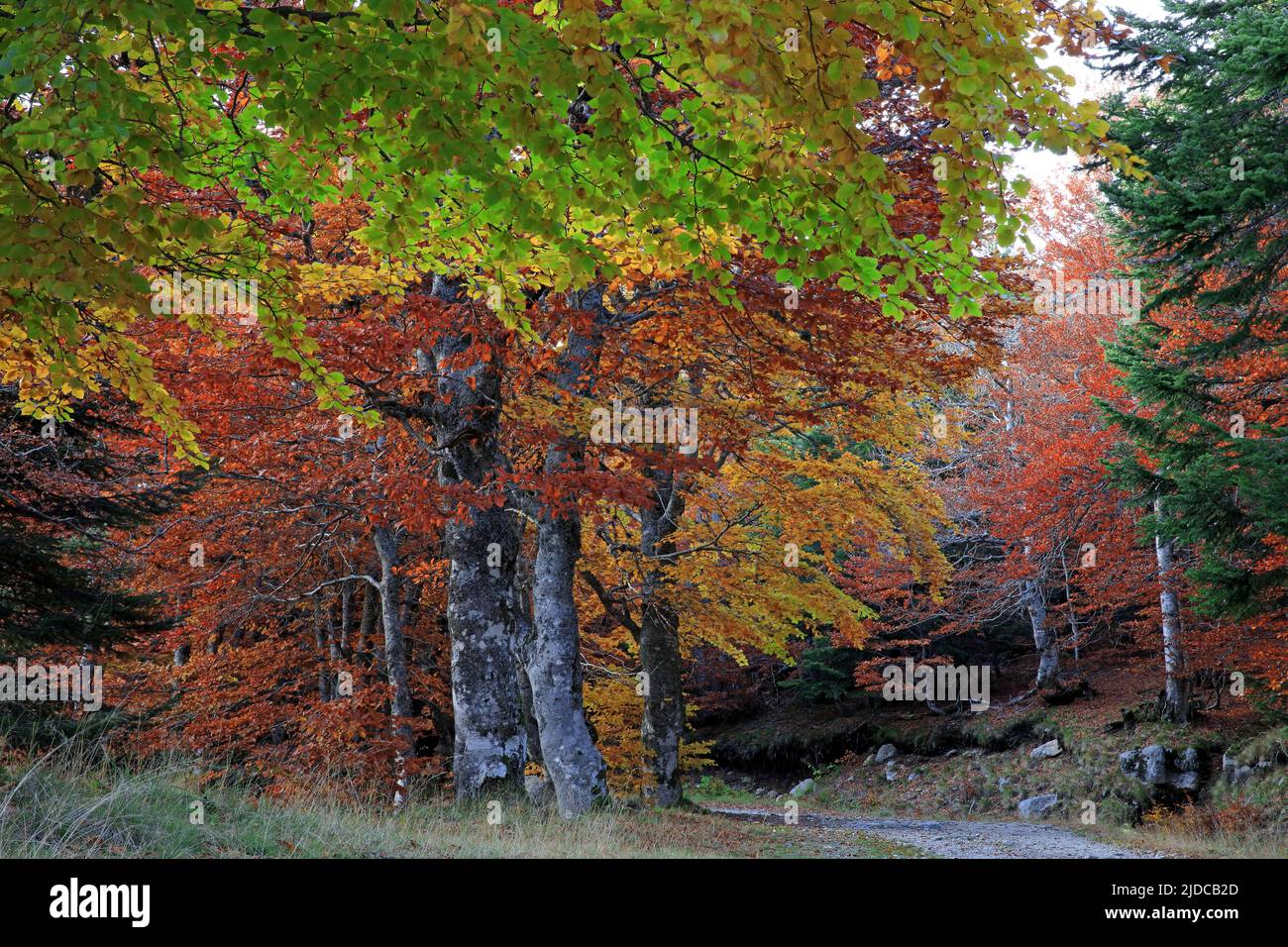 Frankreich, Lozère, Mont Lozère, als UNESCO-Weltkulturerbe eingestuft, Wald, Buchenhain im Herbst Stockfoto