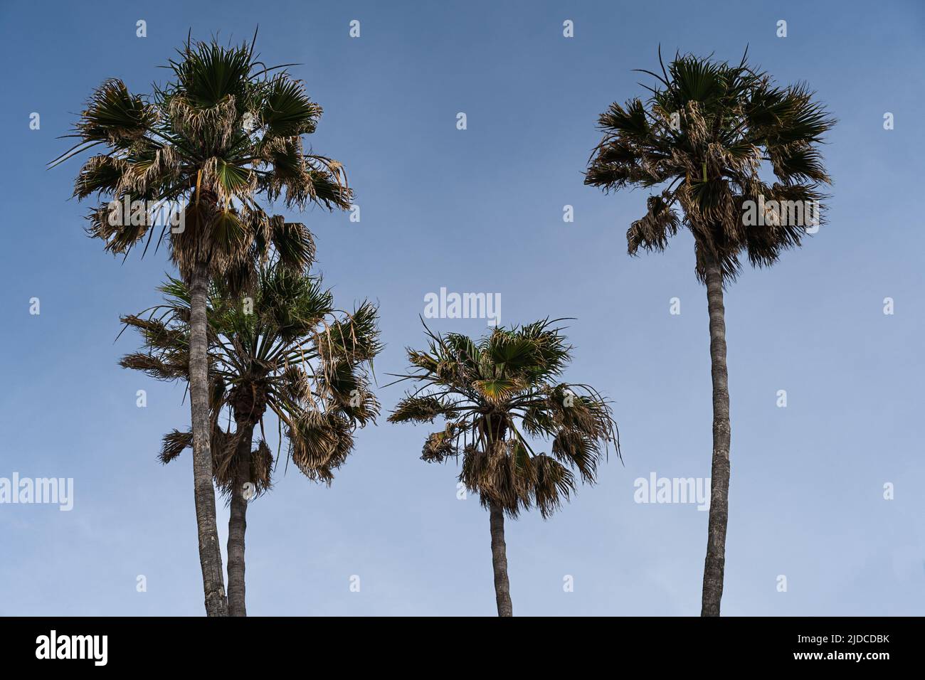 Grüne Palmen auf blauem Himmel Hintergrund gelöscht. Urlaub und sommerliches Konzept. Stockfoto