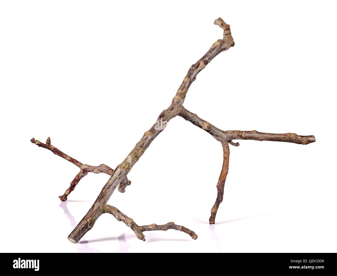 Der trockene Zweig des Walnussbaums, der auf weiß isoliert ist Stockfoto