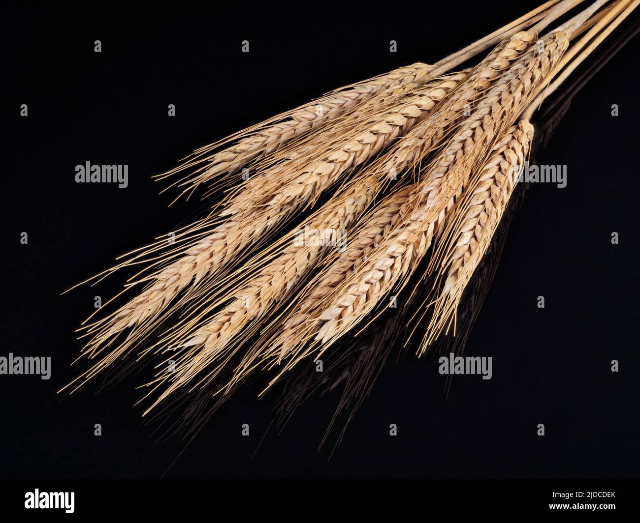 Ein Haufen trockener Ähren aus Weizen auf schwarzem Hintergrund isoliert Stockfoto