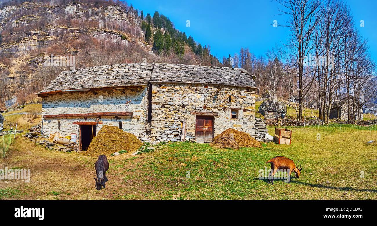 Das landwirtschaftliche Gebiet des Dorfes Sonogno mit alten Steinhäusern und zwei grasenden Ziegen an den felsigen Alpenkeilhängen, Valle Verzasca, Schweiz Stockfoto