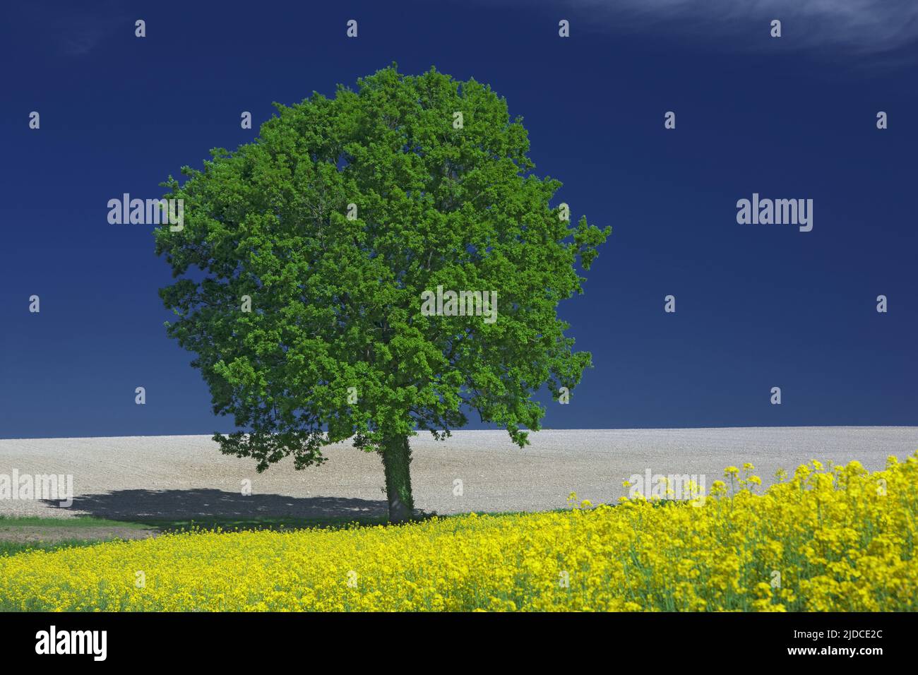 Frankreich, isolierter Baum, Rapsfeld Stockfoto