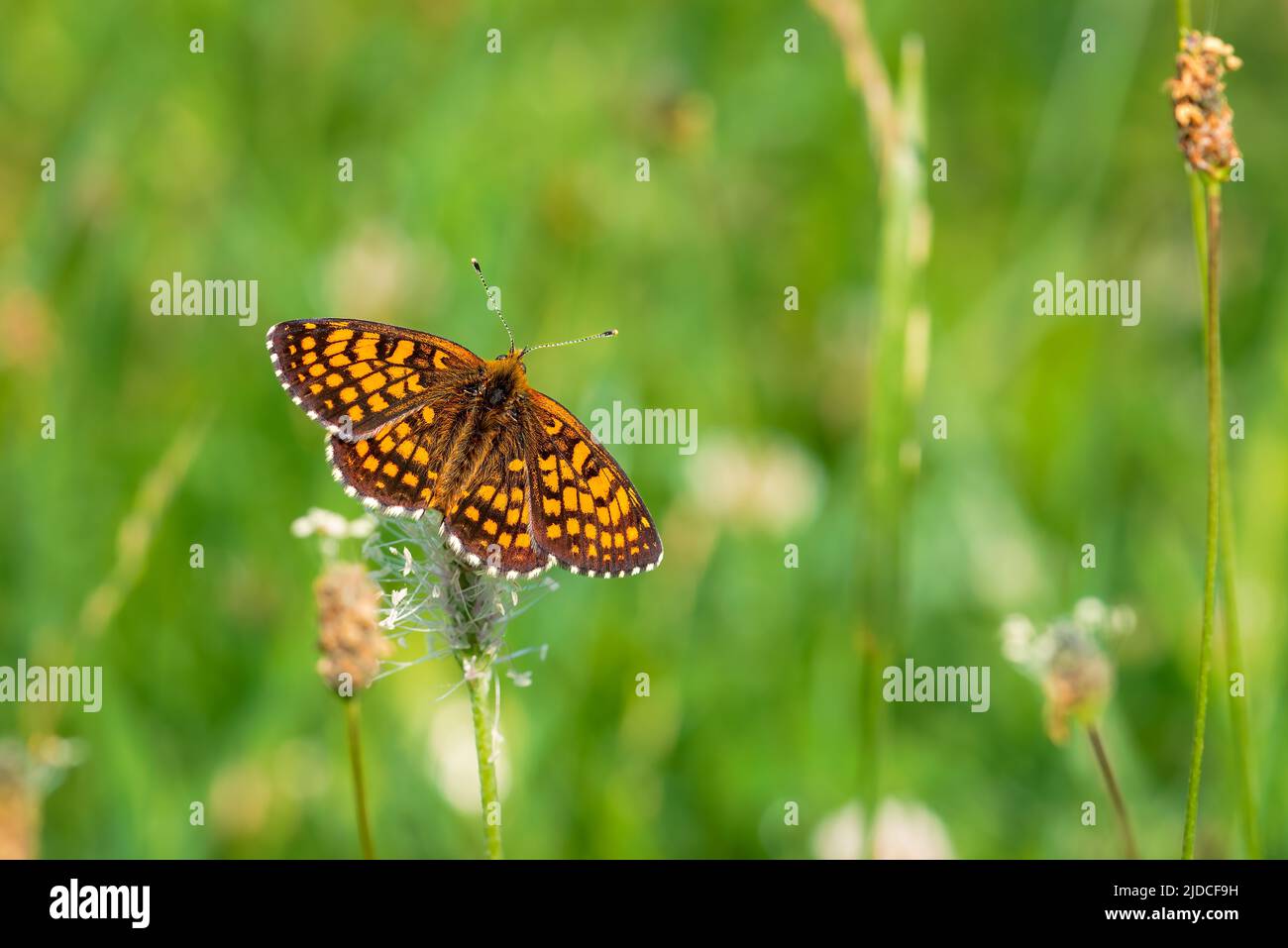 Brauner Schmetterling landete auf einer Blume, Nahaufnahme eines Schmetterlings auf grünem Hintergrund Stockfoto