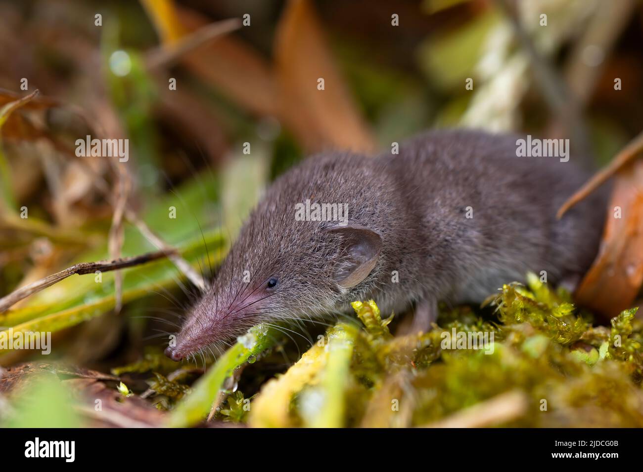 Kleine Spitzmaus im Wald, auf grünem moosigen Hintergrund. Kleines Insektenfressiges Tier. Naturfotografie. Kopierraum. Stockfoto