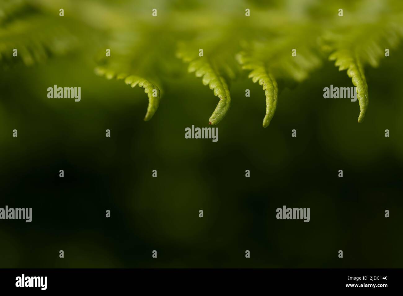 Horizontaler grüner Hintergrund mit einem Farnblatt oben. Platz zum Kopieren. Naturfotografie. Flora. Stockfoto