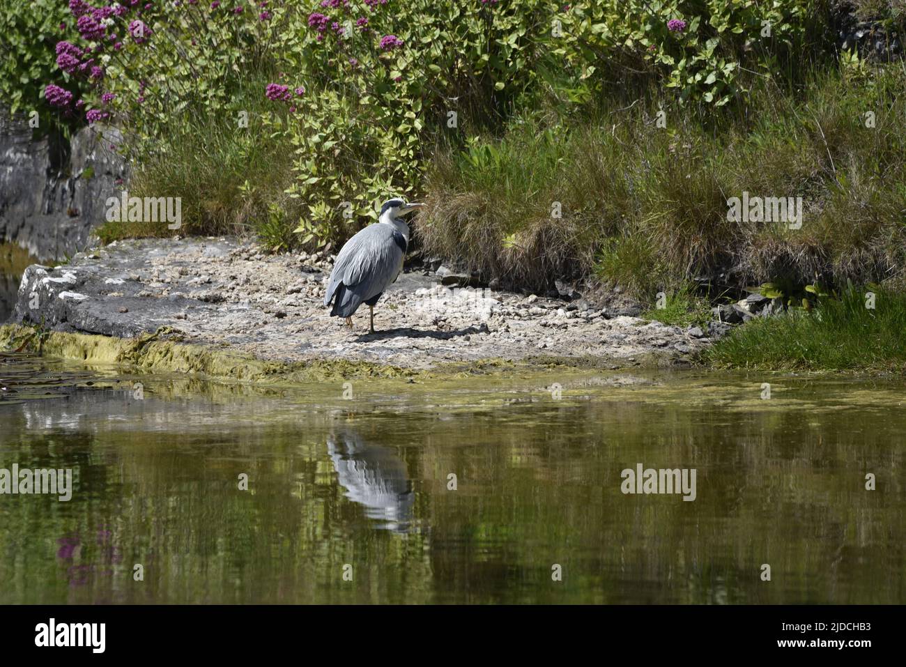 Rechtes Profilbild eines männlichen Graureihers (Ardea cinerea), der in der Sonne an einer felsigen Küste eines Süßwassersees steht, mit Reflexionen im Wasser darunter Stockfoto Rechtes Profilbild eines männlichen Graureihers (Ardea cinerea), der in der Sonne an einer felsigen Küste eines Süßwassersees steht, mit Reflexionen im Wasser darunter Stockfoto