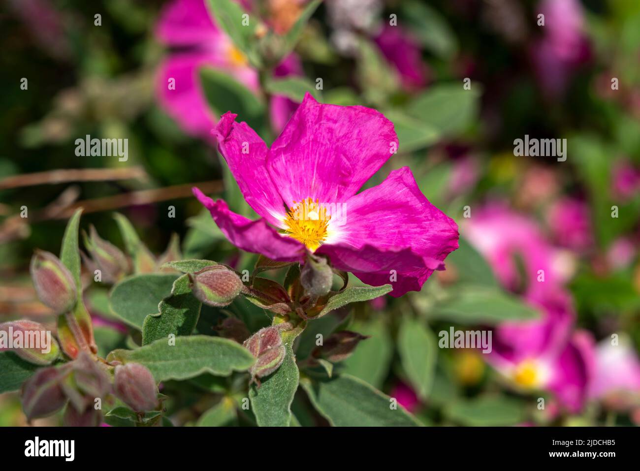 Cistus 'Blushing Peggy Sammons' eine sommerblühende Strauchpflanze mit einer magenta-rosa Sommerblüte, die allgemein als Steinrose bekannt ist, Stockfoto Stockfoto