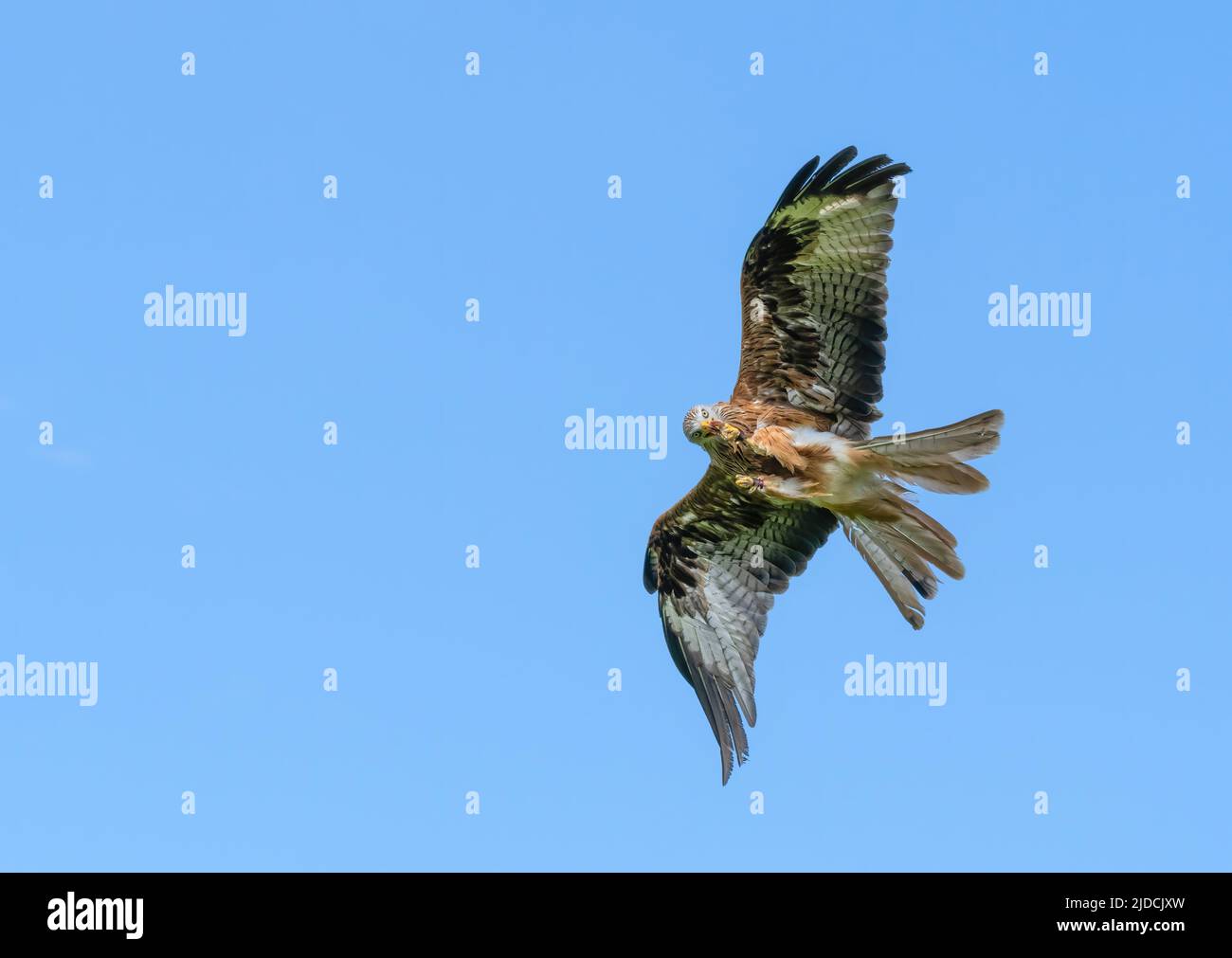 Ein prächtiger Roter Drachen (Milvus milvus) im Flug. Fotografiert in Haworth, West Yorkshire, Großbritannien Stockfoto