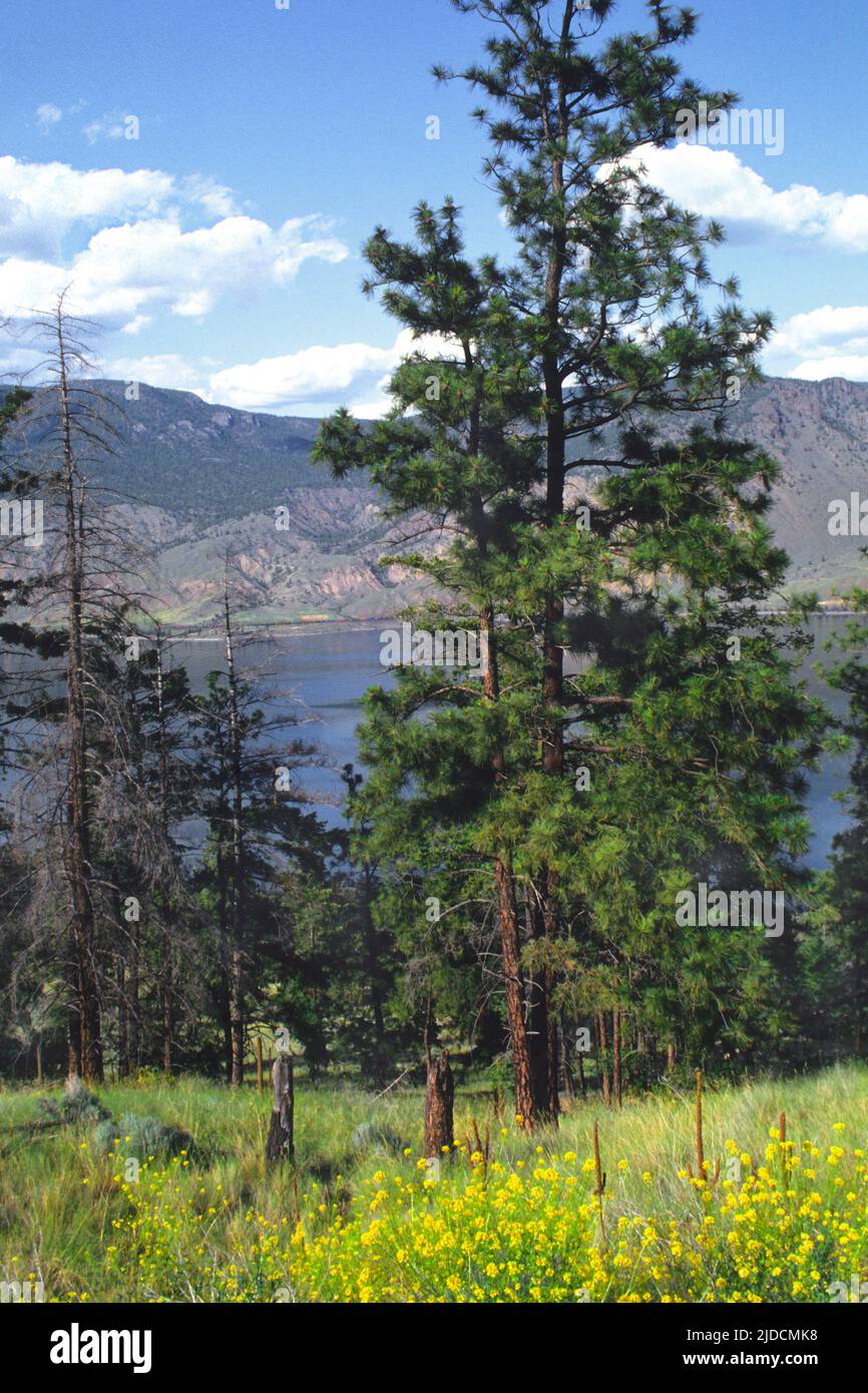 Kamloops British Columbia, Kanada, BC. Trans Canada Highway und ein Rapsfeld. Eisenbahnstrecke und Zug, die auf der anderen Seite des Kamloops Sees vorbeifahren Stockfoto