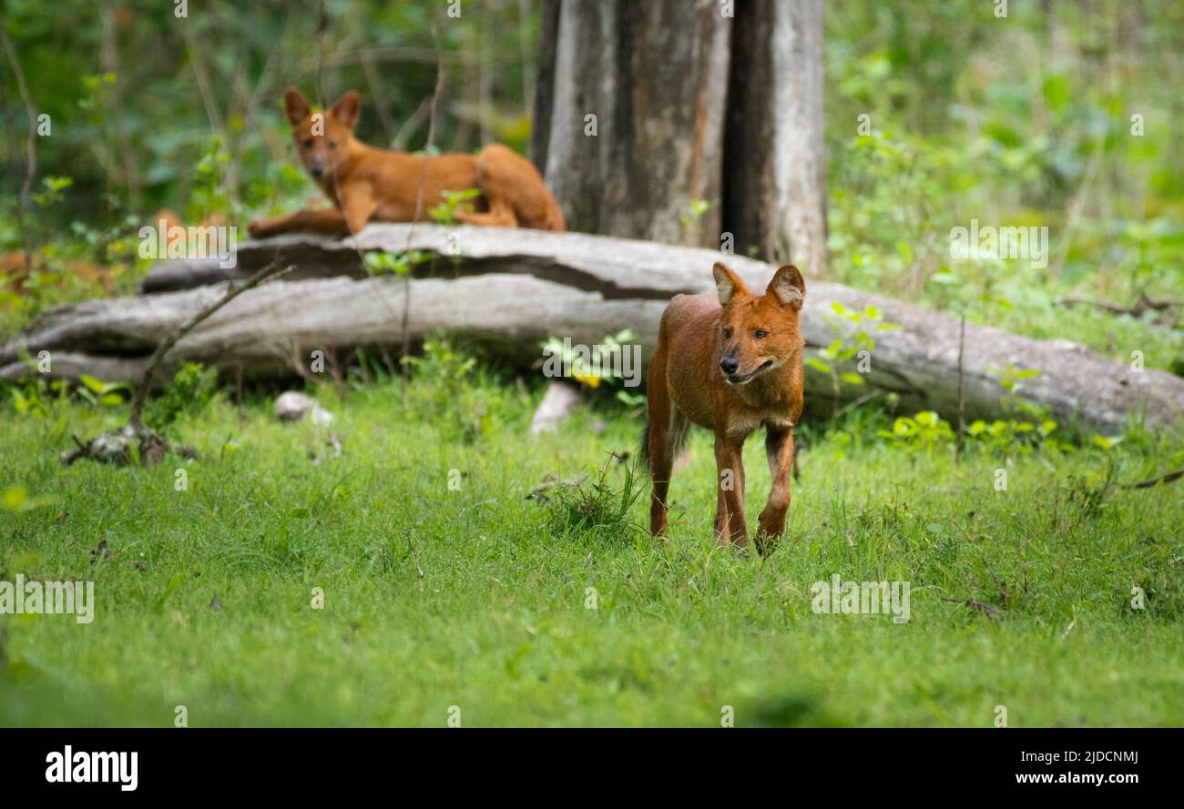 Indian Wild Dog or Dhole, Cuon alpinus, Kabini Tiger Reserve, Nationalpark, Karnataka, Indien Stockfoto